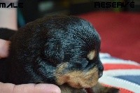 CHIOT
